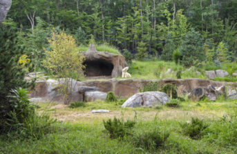 NC Zoological Park Polar Bear Exhibit Expansion/Renovation