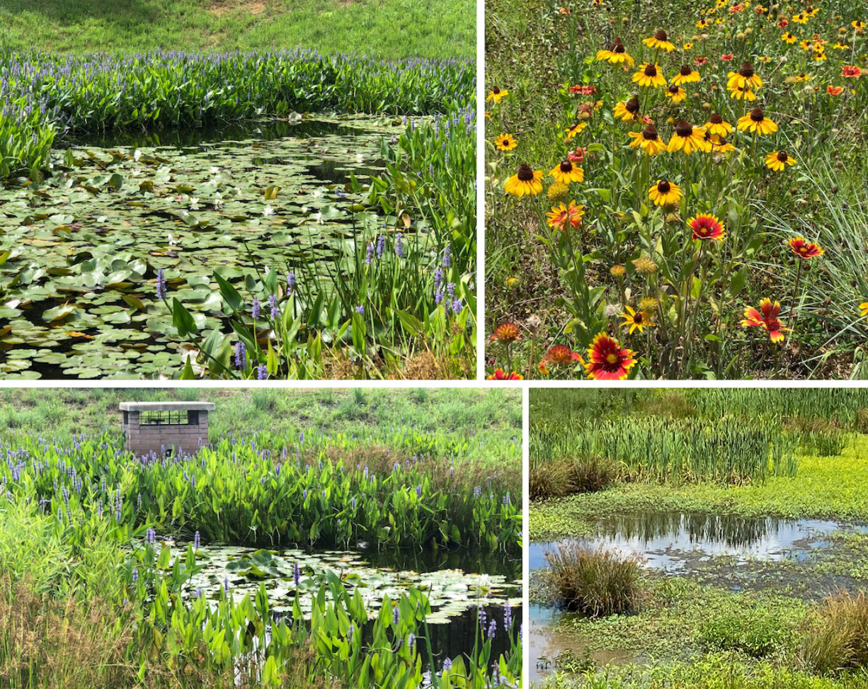 Wetlands and Stormwater Management Control